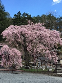 御神木の枝垂桜「楽翁桜」