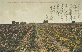 絵葉書：Rose Gardens at 