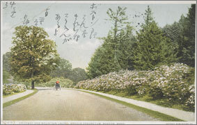 絵葉書：Driveway and Mountain Laurel, Arnold Arboretum, Boston, Mass.